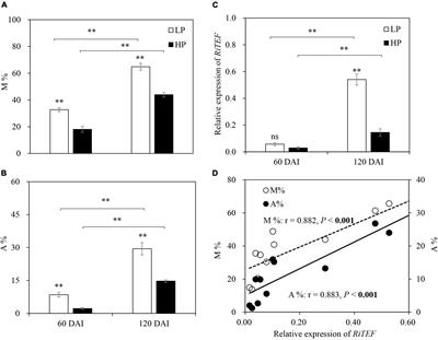 Increased Carbon Partitioning to Secondary Metabolites Under Phosphorus Deficiency in Glycyrrhiza uralensis Fisch. Is Modulated by Plant Growth Stage and Arbuscular Mycorrhizal Symbiosis